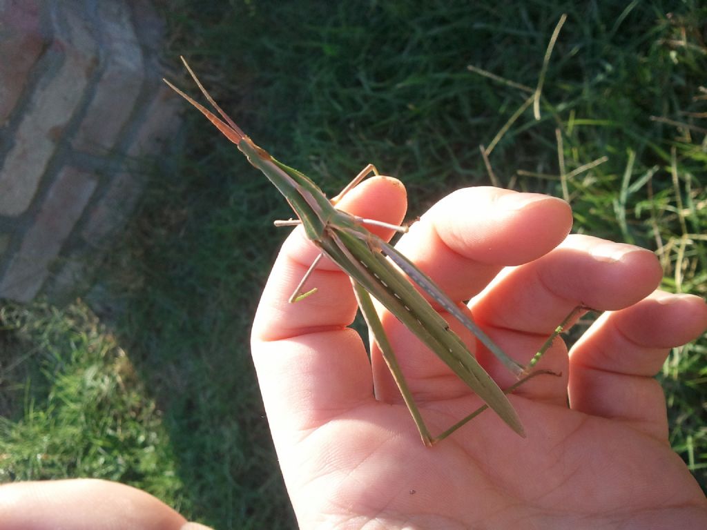 Acrida conica